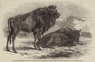 Der Auerochse, dem Zoologischen Garten vom Kaiser von Russland geschenkt